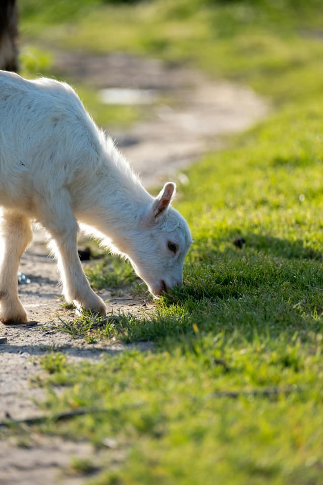 Goat Grazing by the Path